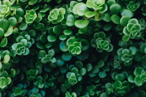 Succulents 4K Wallpaper · flowers · 3840×2560
