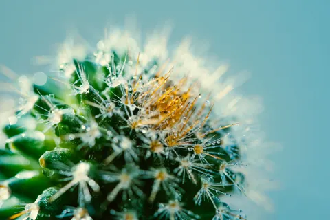 Succulents 4K Wallpaper · flowers · 3840×2563