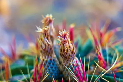 Succulents 4K Wallpaper · flowers · 3840×2560