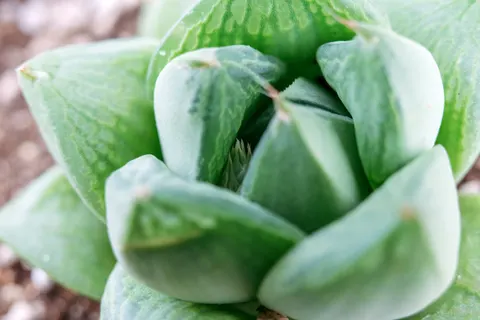 Succulents 4K Wallpaper · flowers · 3840×2560