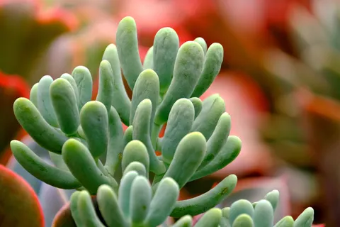 Succulents 4K Wallpaper · flowers · 3840×2560