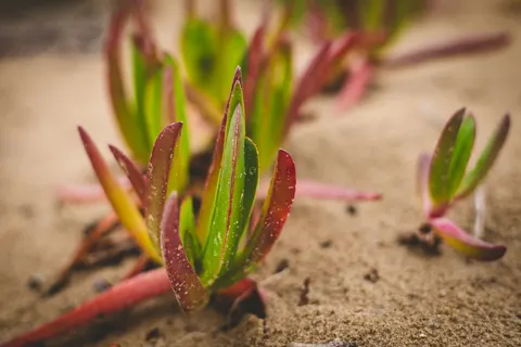 Succulents 4K Wallpaper · flowers · 3840×2560