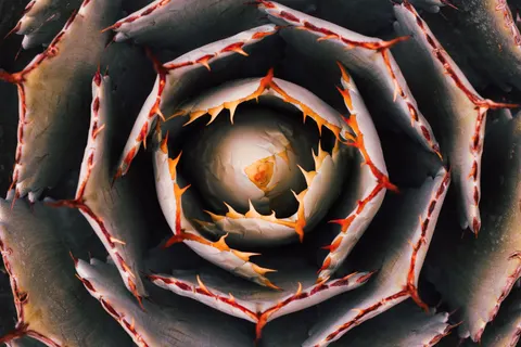 Succulents 4K Wallpaper · flowers · 3840×2560