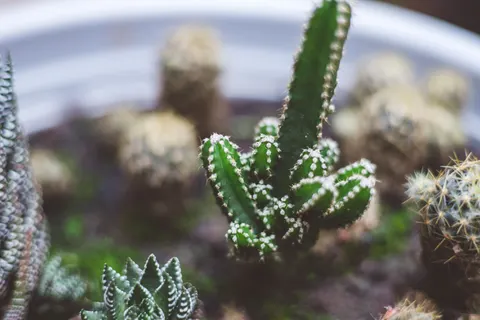 Succulents 4K Wallpaper · flowers · 3840×2560