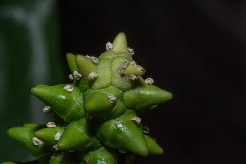 Succulents 4K Wallpaper · flowers · 3840×2560