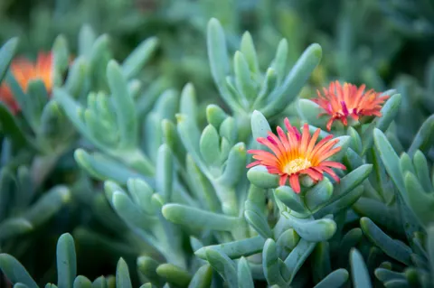 Succulents 4K Wallpaper · flowers · 3840×2553