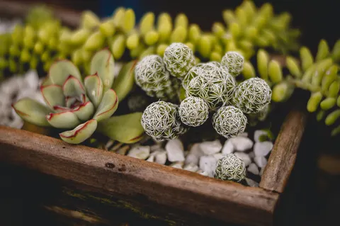 Succulents 4K Wallpaper · flowers · 3840×2553