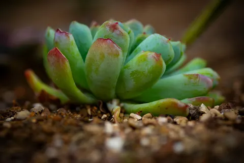 Succulents 4K Wallpaper · flowers · 3840×2563