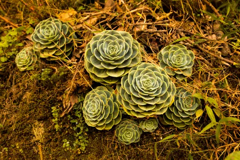 Succulents 4K Wallpaper · flowers · 3840×2560