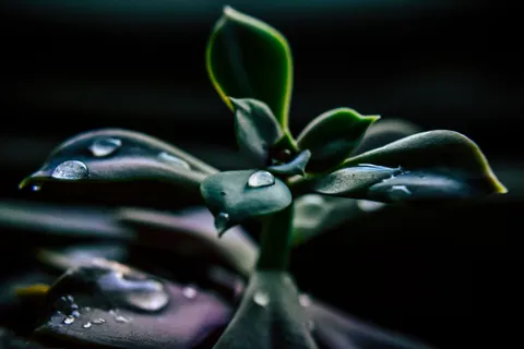 Succulents 4K Wallpaper · flowers · 3840×2560