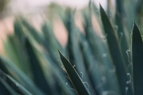 Succulents 4K Wallpaper · flowers · 3840×2560