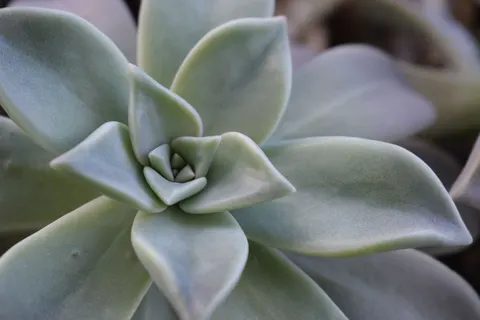 Succulents 4K Wallpaper · flowers · 3840×2560