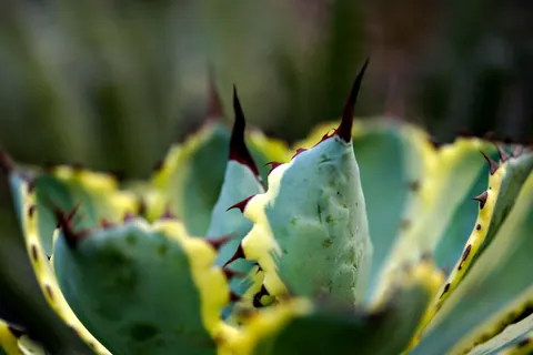 Succulents 4K Wallpaper · flowers · 3840×2561
