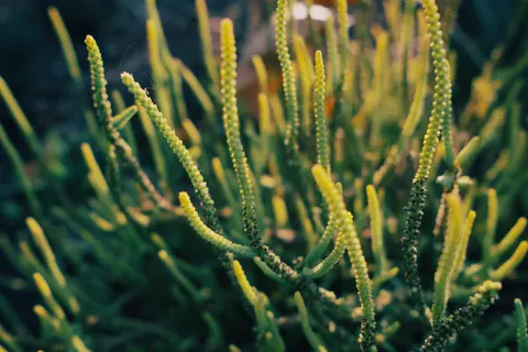 Succulents 4K Wallpaper · flowers · 3840×2560