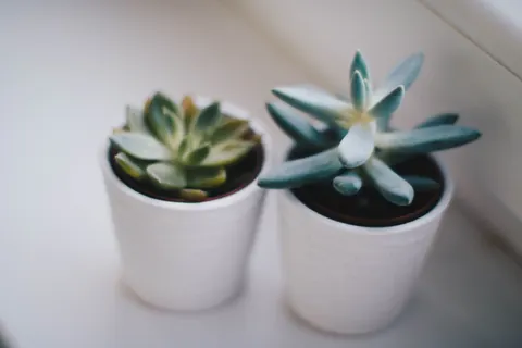Succulents 4K Wallpaper · flowers · 3840×2560