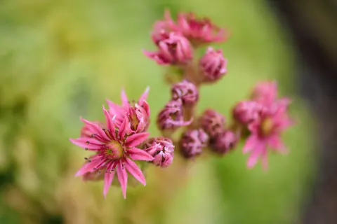 Succulents 4K Wallpaper · flowers · 3840×2563