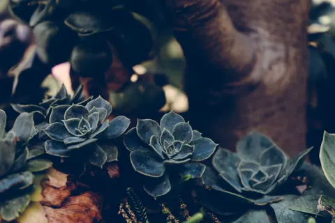 Succulents 4K Wallpaper · flowers · 3840×2560