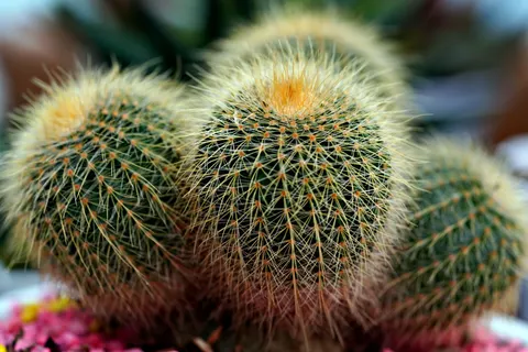 Succulents 4K Wallpaper · flowers · 3840×2560