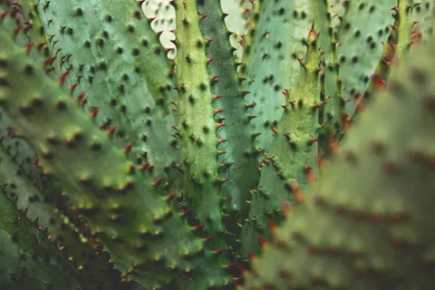 Succulents 4K Wallpaper · flowers · 3840×2560