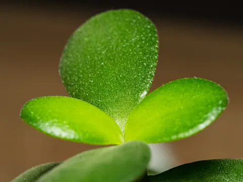 Succulents 4K Wallpaper · flowers · 3840×2880