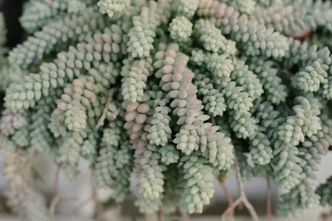 Succulents 4K Wallpaper · flowers · 3840×2563