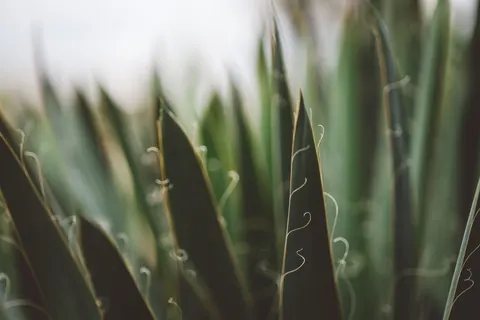Succulents 4K Wallpaper · flowers · 3840×2560