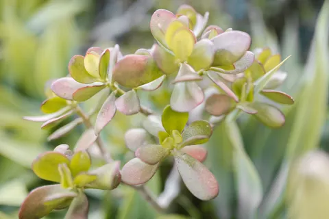 Succulents 4K Wallpaper · flowers · 3840×2560