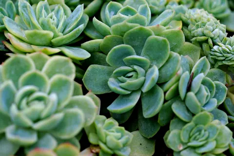 Succulents 4K Wallpaper · flowers · 3840×2560