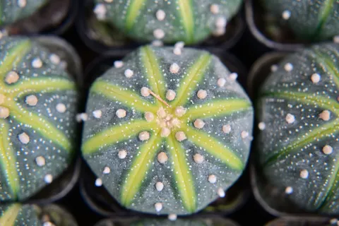 Succulents 4K Wallpaper · flowers · 3840×2560