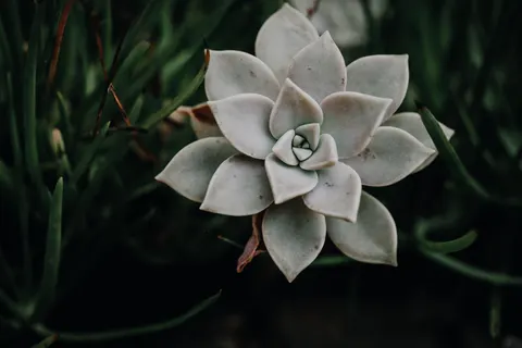 Succulents 4K Wallpaper · flowers · 3840×2561