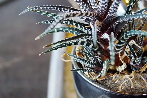 Succulents 4K Wallpaper · flowers · 3840×2560