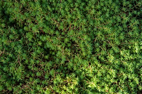 Succulents 4K Wallpaper · flowers · 3840×2560