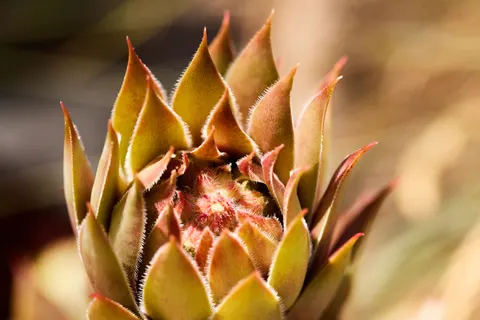 Succulents 4K Wallpaper · flowers · 3840×2561