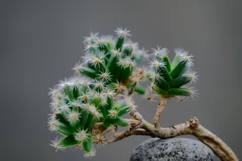 Succulents 4K Wallpaper · flowers · 3840×2560