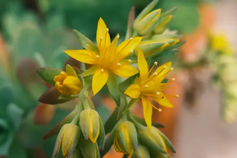 Succulents 4K Wallpaper · flowers · 3840×2560