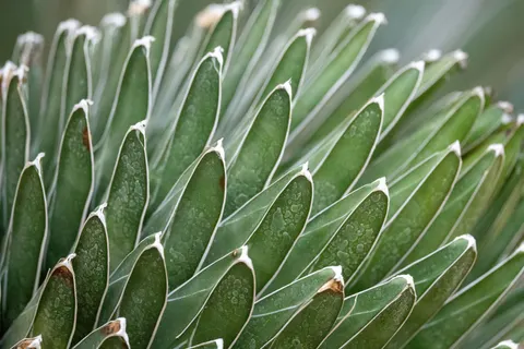 Succulents 4K Wallpaper · flowers · 3840×2560