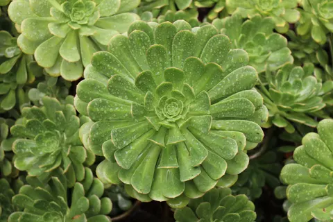 Succulents 4K Wallpaper · flowers · 3840×2560