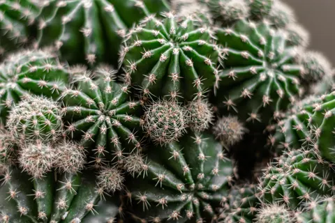 Succulents 4K Wallpaper · flowers · 3840×2560