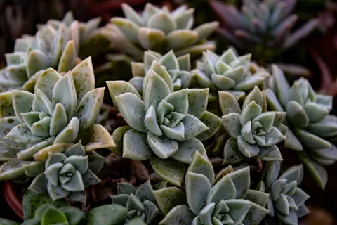 Succulents 4K Wallpaper · flowers · 3840×2560