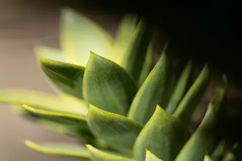 Succulents 4K Wallpaper · flowers · 3840×2560