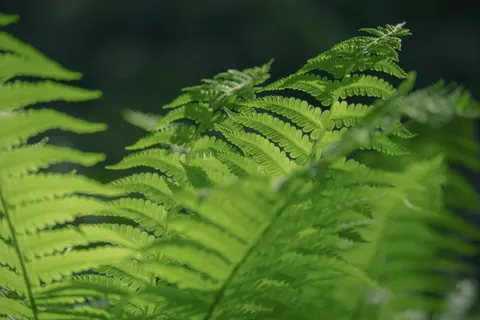 Fern Leaf 4K Wallpaper · flowers · 3840×2560