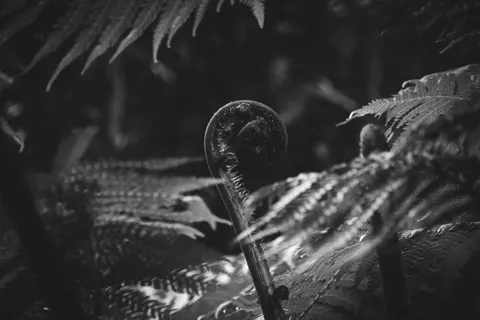 Fern Leaf 4K Wallpaper · flowers · 3840×2560