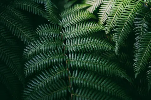 Fern Leaf 4K Wallpaper · flowers · 3840×2560