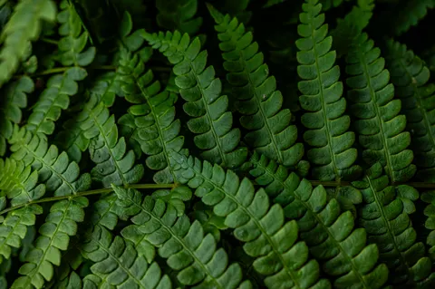 Fern Leaf 4K Wallpaper · flowers · 3840×2555