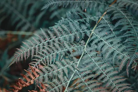 Fern Leaf 4K Wallpaper · flowers · 3840×2560