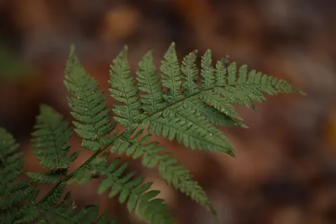 Fern Leaf 4K Wallpaper · flowers · 3840×2560