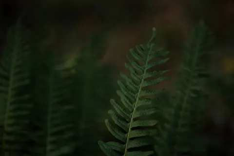 Fern Leaf 4K Wallpaper · flowers · 3840×2560