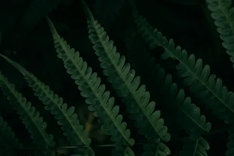 Fern Leaf 4K Wallpaper · flowers · 3840×2563