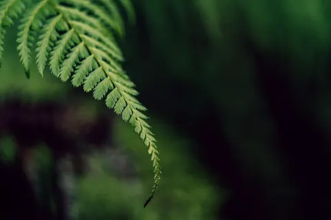 Fern Leaf 4K Wallpaper · flowers · 3840×2560