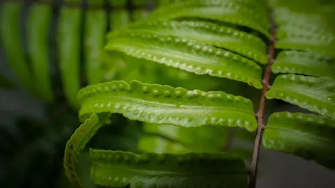 Fern Leaf 4K Wallpaper · flowers · 3840×2160
